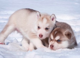 Puppies_02