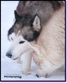 Siberian_Husky_02